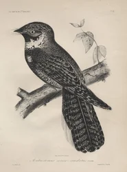 Antrostomus Serico-Caudatus, Litho by J.T. Bowen